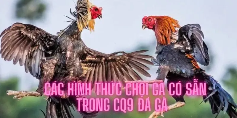 Các hình thức chọi kê tại sảnh chơi CQ9 hiện nay